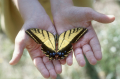 Butterfly Hands