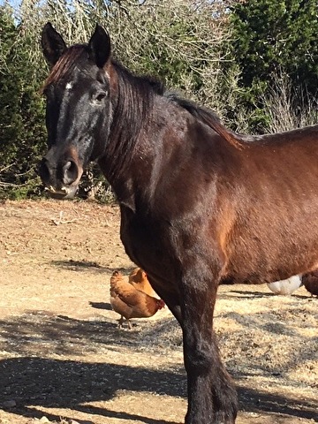 a brown and black horse in front of trees
