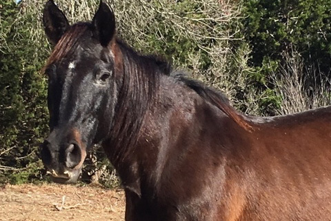 a brown and black horse in front of trees