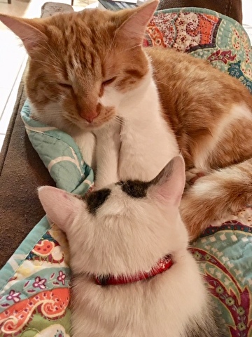 two cats laying together on a blanket