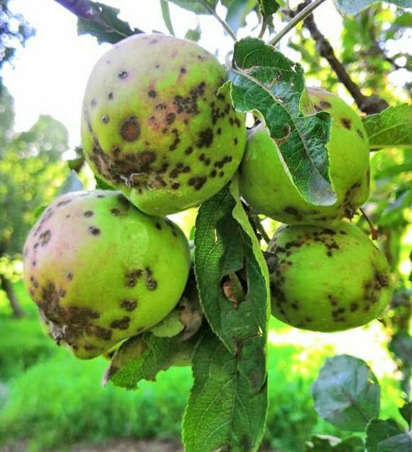 Fruit Tree 1