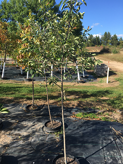 Autumn Brilliance Serviceberry