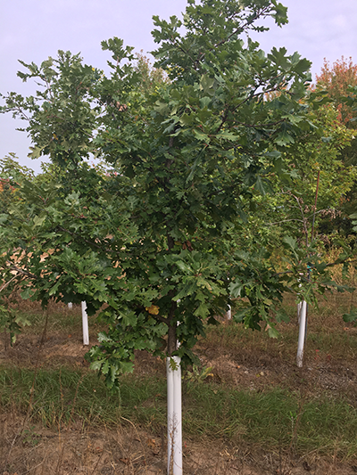 Bur Oak