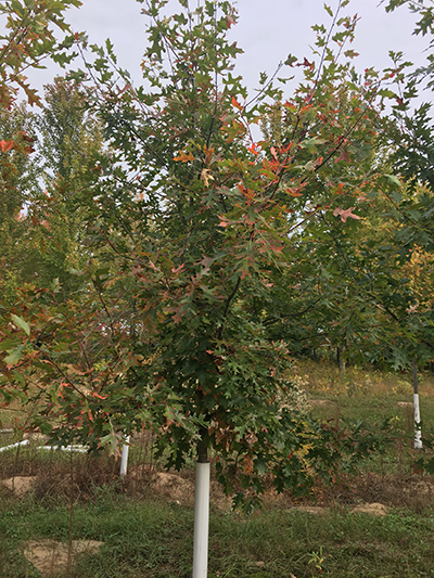Northern Pin Oak