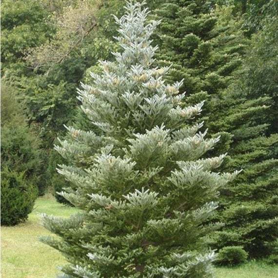 Korean Fir