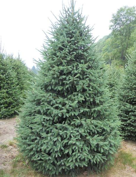 Nursery Evergreen Trees Wolcyn Tree Farms Cambridge Mn