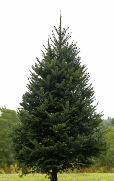 Balsam Fir