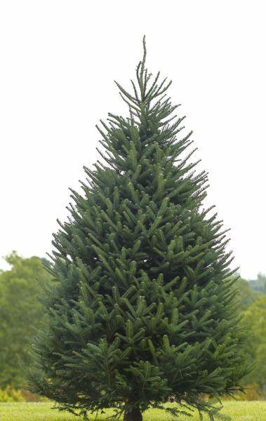 Canaan Fir