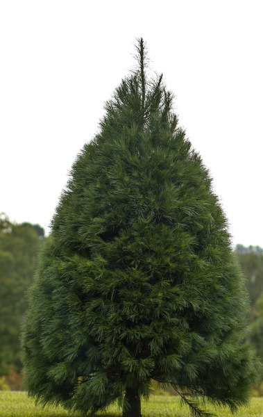 White Pine