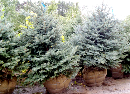 50 Blue Spruce Seeds, Colorado Christmas Trees picea Pungens Glauca -   Canada