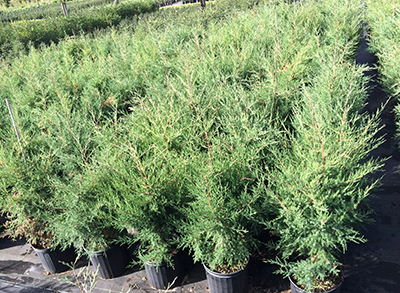 Eastern Red Cedar
