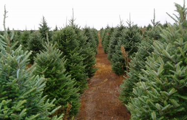 Fraser Fir