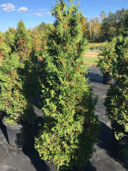Holmstrup Upright Arborvitae