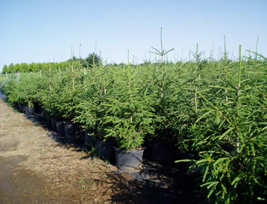 Norway Spruce