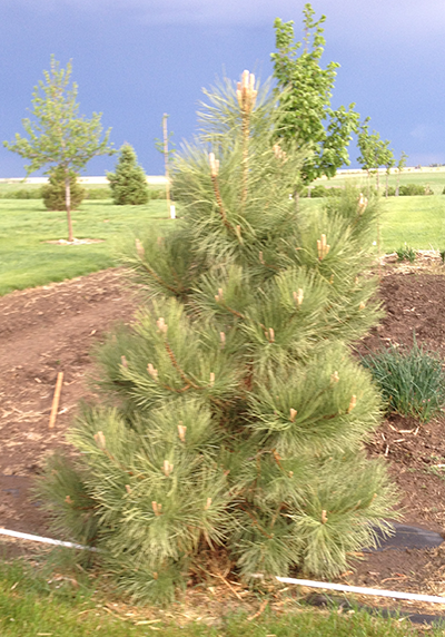Ponderosa Pine