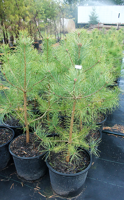 Nursery Evergreen Trees | Wolcyn Tree Farms | Cambridge, MN