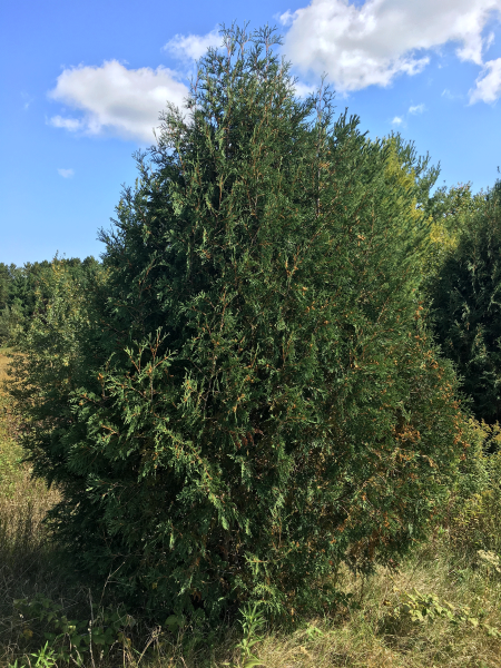 Techny Upright Arborvitae