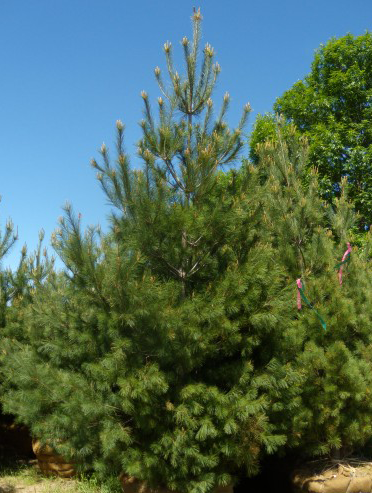 White Pine