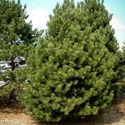 Austrian Pine