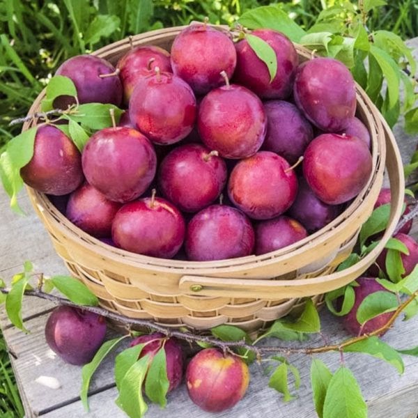 Alderman Plum