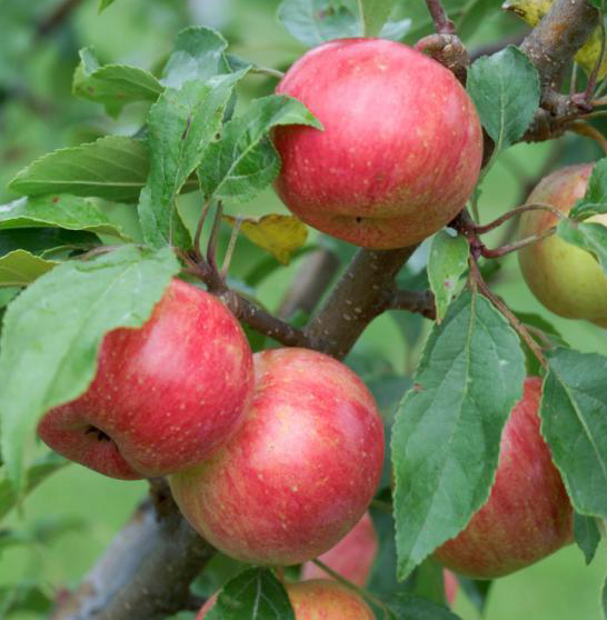Chestnut Crabapples