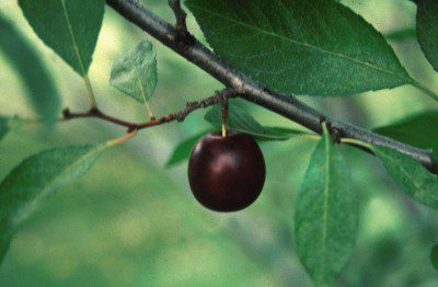 Compass Cherry Plum