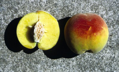 Contender Peach