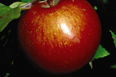 Haralson Apple