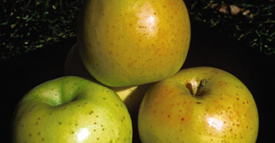 Honeygold Apple