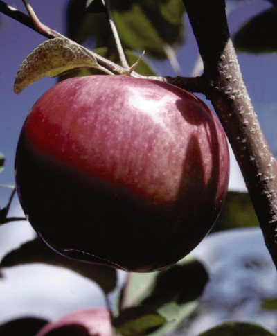 McIntosh Apple