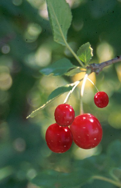 Meteor Cherry