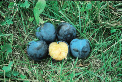 Mount Royal Plum