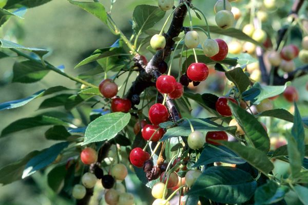 Northstar Cherry