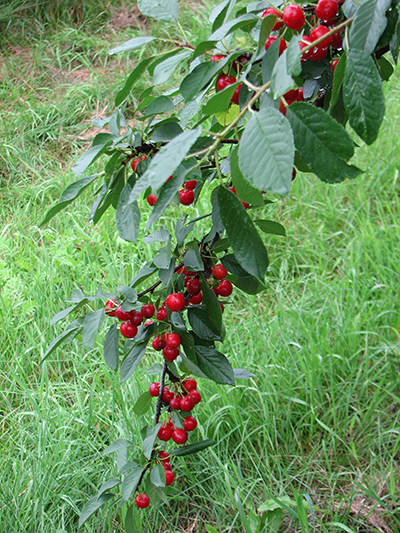 Sweet Cherry Pie Cherry