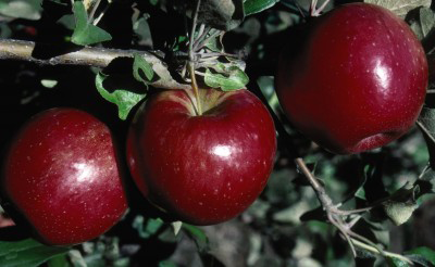Sweet Sixteen Apple