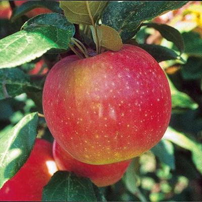 Zestar Apple