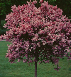 Dwarf Korean Lilac-tree