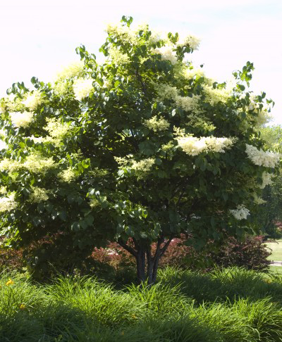 Japanese Tree Lilac