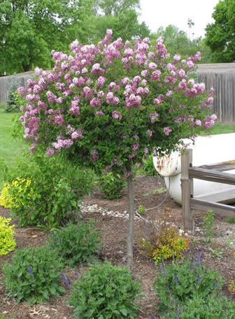 Nursery Trees | Wolcyn Tree Farms | Near St. Cloud, MN