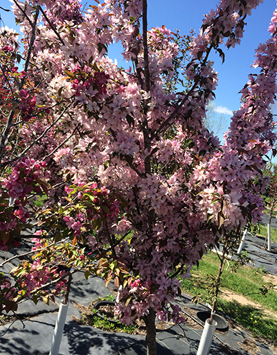 Pink Spires Flowering Crab