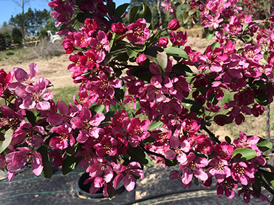 Profusion Flowering Crab