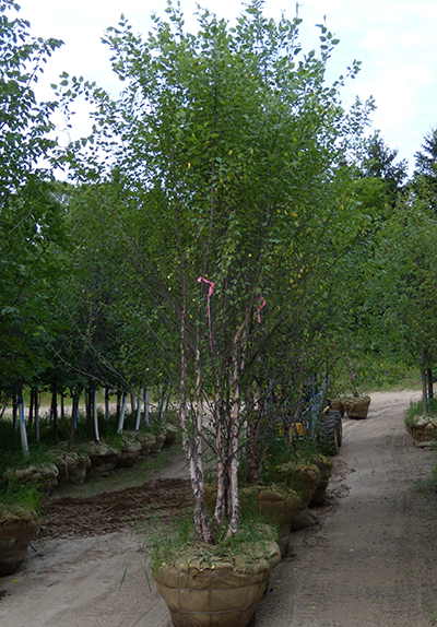 Dakota Pinnacle Birch
