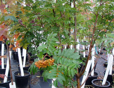 Showy Mountain Ash