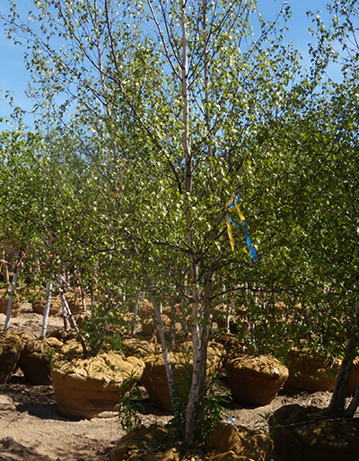 Whitespire Birch