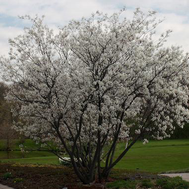 Autumn Brilliance Serviceberry