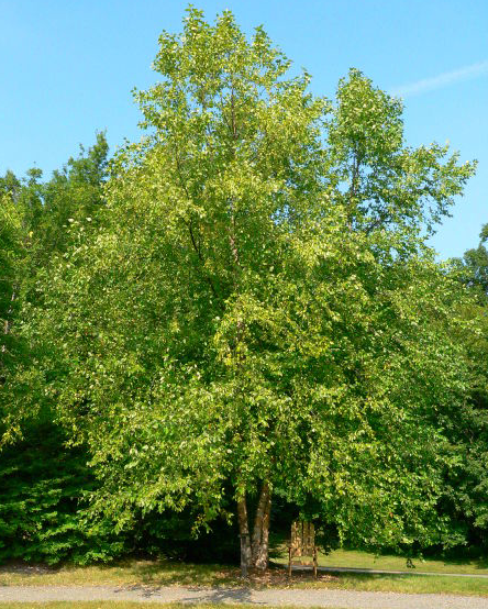 Nursery Trees | Wolcyn Tree Farms | Near St. Cloud, MN