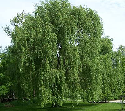 Niobe Weeping Willow