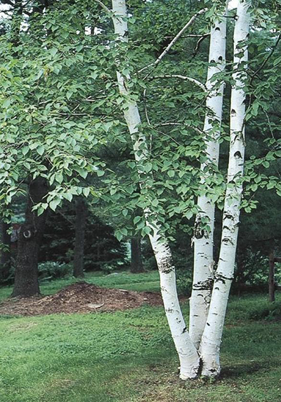 Paper Birch