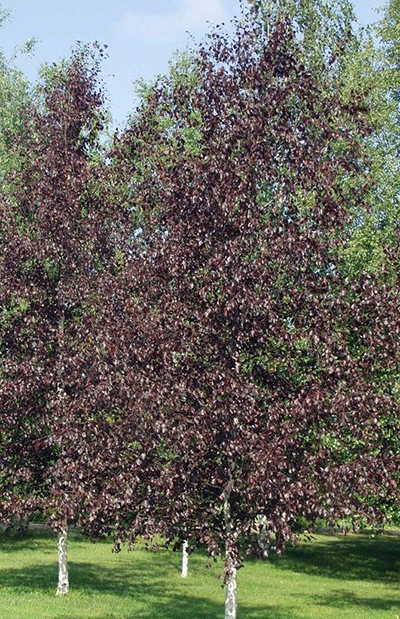 Royal Frost Birch
