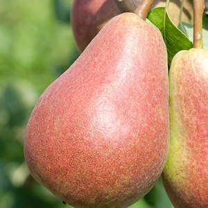 Summercrisp Pear